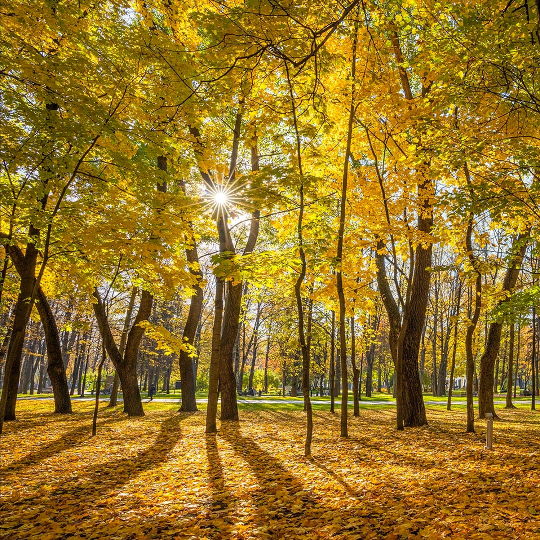 Autumn city. VR medetation
