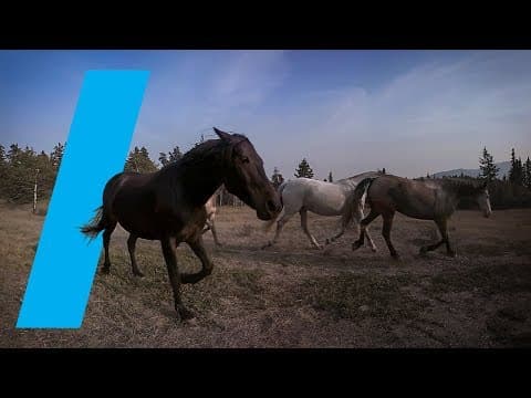 Wild With: Horses (360 Video)