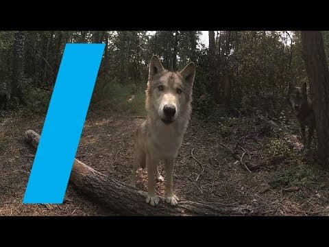 Wild With: Wolves (360 Video)