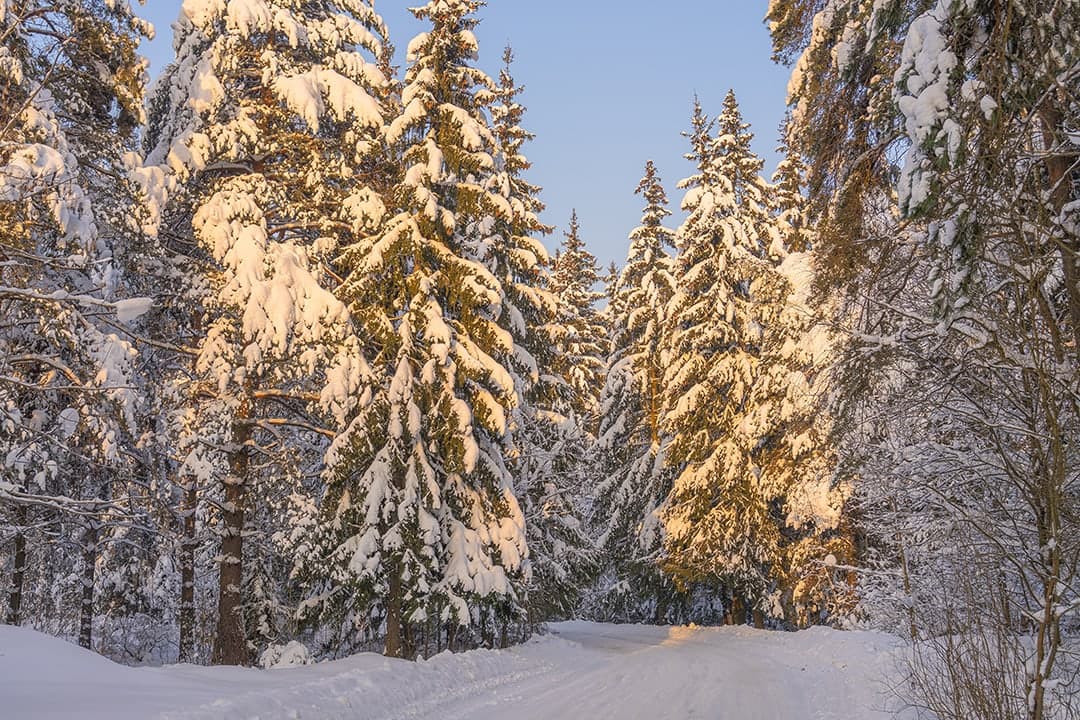 Winter forest, VR relaxation