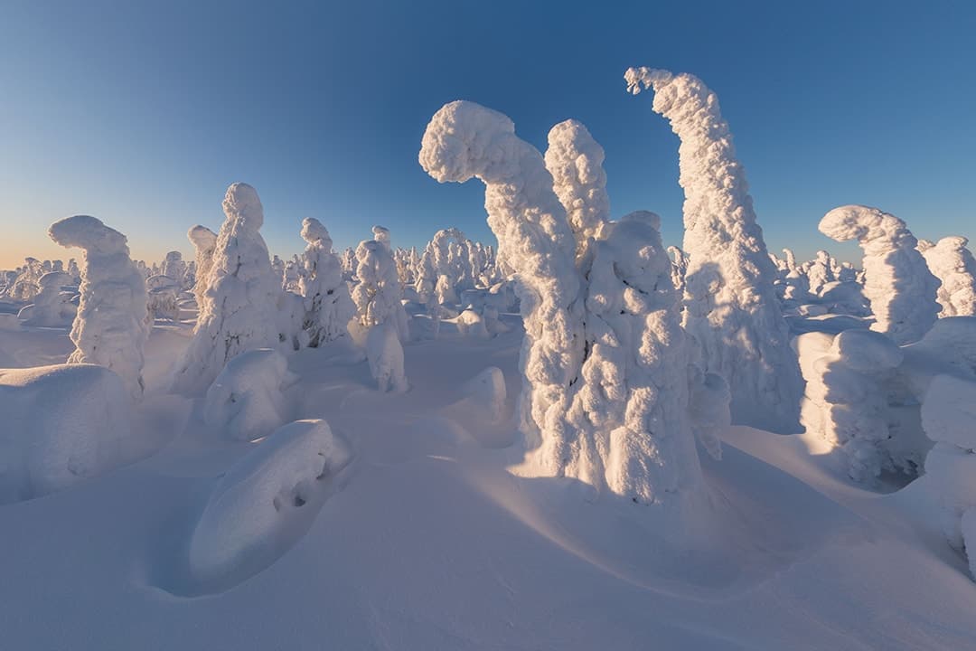 360 Virtual Tour №7. Winter, Snowy Forest