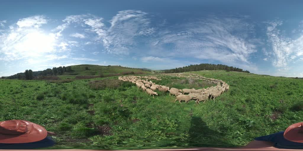 A peaceful meadow with lush grass where a flock of sheep grazes calmly 360VR