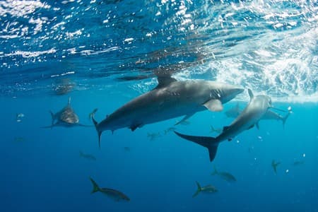 Diving in the Gardens of the Queen, Cuba