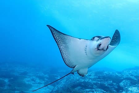 Diving with turtle, stingray and jellyfish