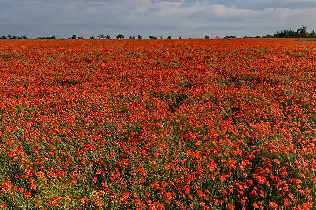 Poppy Fields. VR Relaxation is 16K